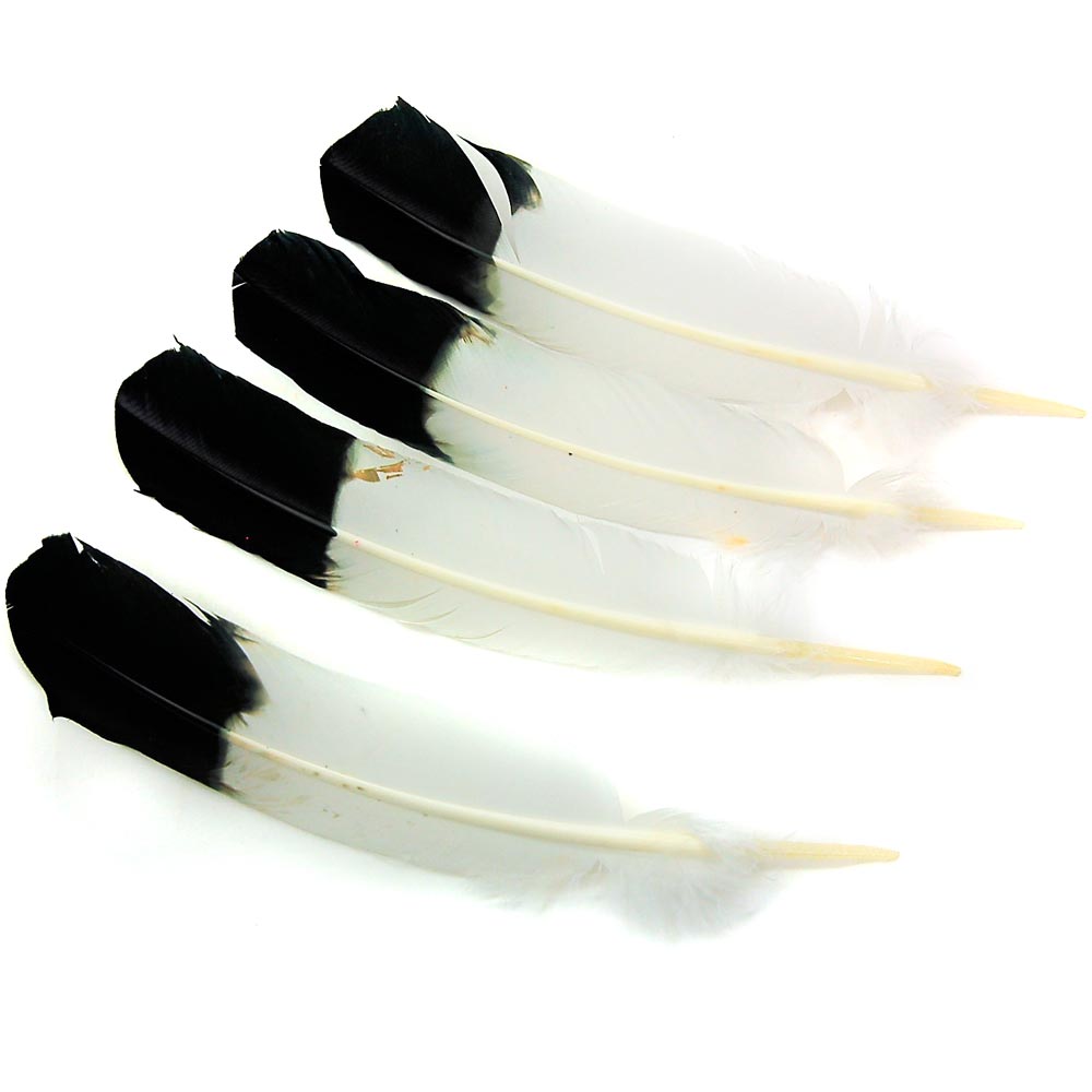 Feather - Smudging Eagle Feather