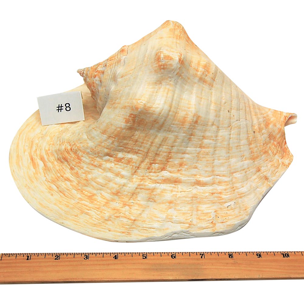 Natural Sea Shells (Mixed)