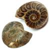 Cut Pair Cleoniceras Ammonite Fossils (China)