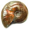 Fossils - Polished Rainbow Cleoniceras Ammonite (China)