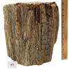 Petrified Wood - Fossilized Wood Specimen
